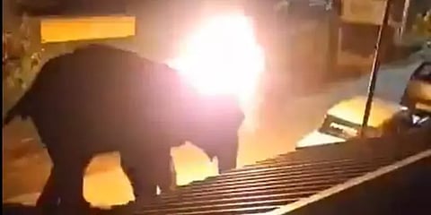 யானைக்கு தீ வைத்தவர்கள் மீது குண்டர் சட்டம்!