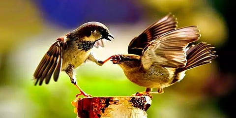 மீண்டும் கேட்கலாமா சிட்டுக்குருவிகளின் கீச்சுகளை?- இன்று உலக சிட்டுக் குருவிகள் தினம்!
