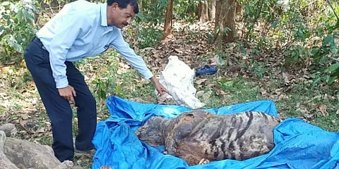 கர்நாடகாவை அச்சுறுத்திய ஆட்கொல்லி புலி சடலமாக கண்டெடுப்பு!