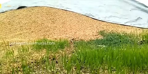 கொள்முதல் செய்யாததால் மழையில் நனைந்து முளைத்த நெல் மணிகள் : மேலூர் விவசாயிகள் கவலை