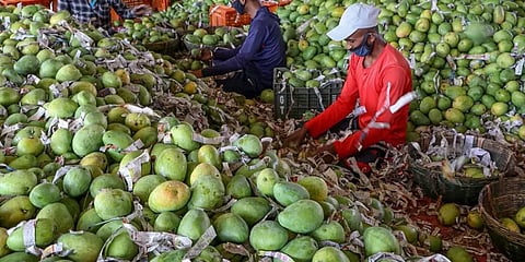 3.5 கிலோ எடை...விலை ரூ.1000... - மலைக்கவைக்கும் நூர்ஜகான் வகை மாம்பழம்!