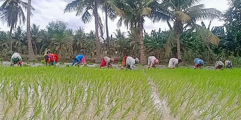 "அதோ வாராண்டி வாராண்டி வில்லேந்தி ஒருத்தன்..." - பாடல்கள் பாடி நாற்று நடும் பெண்கள்!