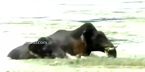கோவை: குளத்துக்குள் புகுந்து உற்சாக ஆட்டம் போட்ட காட்டு யானைகள்