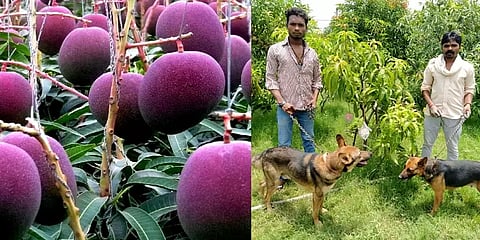 ம.பி: ஒரு கிலோ மாம்பழம் ரூ2.7 லட்சம்.. தோட்டத்தை ’தீயாய்’ பாதுகாக்கும் உரிமையாளர்கள்