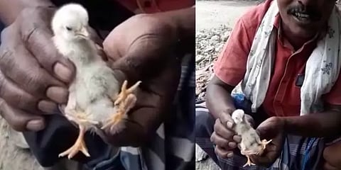 அருப்புக்கோட்டை:  4 கால்களுடன் பிறந்த அதிசய கோழிக்குஞ்சு