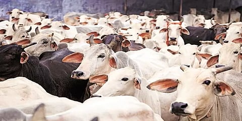 அசாம் கால்நடை மசோதா: கோயில் இருந்தால் 5 கிமீ சுற்றளவு பகுதியில் மாட்டிறைச்சி விற்கத் தடை