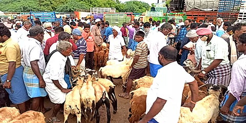 பக்ரீத் பண்டிகை: செஞ்சி வாரச் சந்தையில் ரூ.6 கோடிக்கு மேல் விற்பனையான ஆடுகள்
