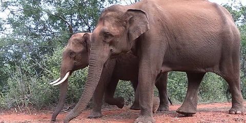 ‘ஒற்றை ஆண் யானைகளே அதிகளவு வனத்திலிருந்து வெளியேறுகிறது’ - கோவை வனத்துறை ஆய்வில் தகவல்