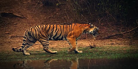 இந்தியாவில் எத்தனை புலிகள் இருக்கிறது? - ஒரு பார்வை