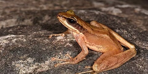 அருணாச்சல பிரதேசத்தில் கண்டறியப்பட்ட புதிய தவளை இனம்
