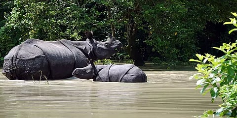 ஒவ்வொரு ஆண்டும் தொடரும் இயற்கையின் துயரம்: காசிரங்கா பூங்காவின் இப்போதைய நிலை என்ன?