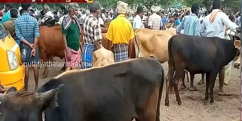களைகட்டிய புஞ்சைபுளியம்பட்டி சந்தை.. ஒரே நாளில் ரூ.2 கோடி மதிப்பிலான கால்நடைகள் விற்பனை