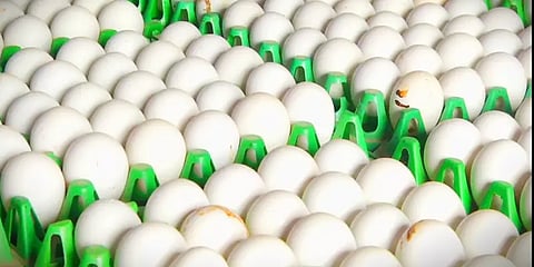 முட்டை விலை 10 காசுகள் உயர்வு: 4 ரூபாய் 30 காசாக  நிர்ணயம்