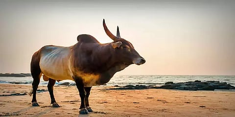 கடைசி மூச்சிருக்கும்வரை மனிதனுக்காக வாழும் ஜீவன்: நாட்டின மாடுகளின் அவசியம் என்ன?