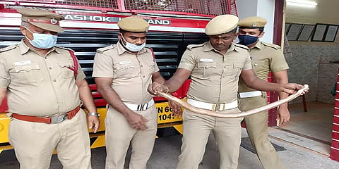 சென்னை: தீயணைப்புத் துறையினரால் மீட்கப்பட்ட 3அடி நீள அரியவகை மண்ணுளி பாம்பு