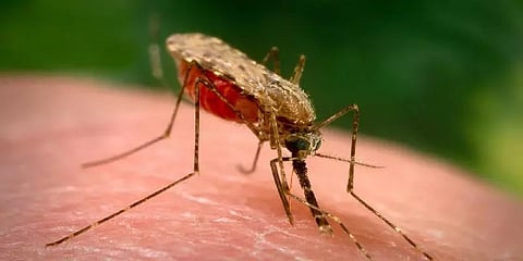 தமிழகத்தில் அதிகரித்து வரும் டெங்கு பாதிப்பு