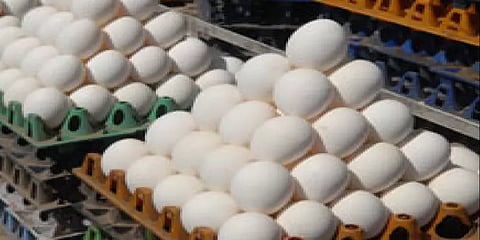 முட்டை கொள்முதல் விலை 20 காசுகள் குறைப்பு