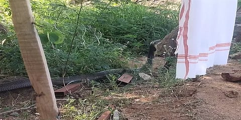 ’எங்கள் பகுதியில் அரிய வகை 12 அடி நீள ராஜநாகம்’  : ட்வீட் செய்த ஸ்ரீதர் வேம்பு