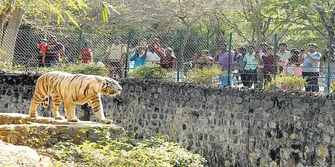 விலங்குகளை தத்தெடுக்க முன் வருக: வண்டலூர் பூங்கா இயக்குநர் வேண்டுகோள்
