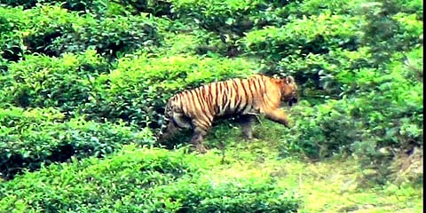 நீலகிரி: கூண்டில் சிக்காமல் போக்குகாட்டும் ஆட்கொல்லி புலியை சுட்டுக் கொல்ல உத்தரவு