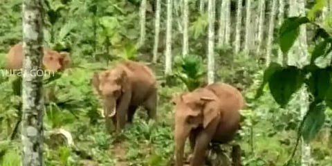 சேற்றில் சிக்கி குட்டி யானை உயிரிழப்பு: உடலை நெருங்கவிடாமல் காவல் நிற்கும் யானைகள்
