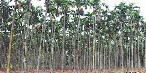 சேலம்: பாக்கு விலை உயர்வால் விவசாயிகள் மகிழ்ச்சி