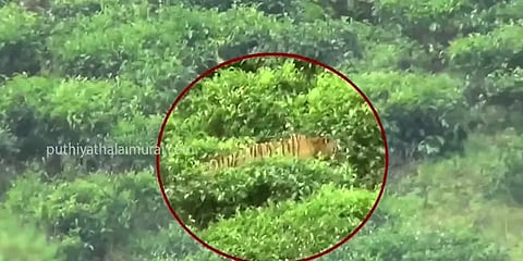 காட்டெருமையை வேட்டையாடிய ஆட்கொல்லி புலி