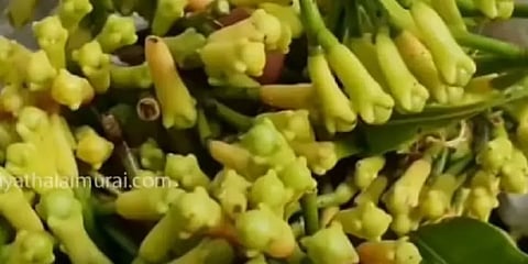 கன்னியாகுமரி கிராம்புக்கு புவிசார் குறியீடு - ஏன் தெரியுமா? வியக்க வைக்கும்  காரணம்!