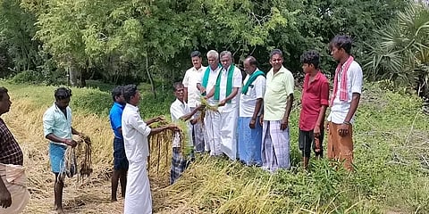 மழையால் முளைத்த பயிர்களுக்கு இழப்பீடு வேண்டும் -  விவசாய சங்கம் வேதனையுடன் கோரிக்கை