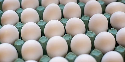நாமக்கல் மண்டலத்தில் முட்டை விலை 10 காசு உயர்வு