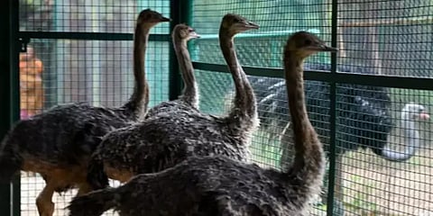 வண்டலூர் பூங்காவில் மேலும் ஒரு நெருப்புக்கோழி உயிரிழப்பு
