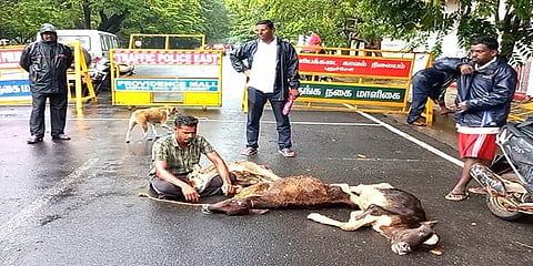 புதுச்சேரி: கோமாரியால் உயிரிழந்த கன்றுகள்: சட்டமன்றம் முன்பு போராட்டத்தில் ஈடுபட்ட இளைஞர்
