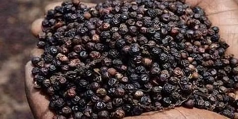 இடுக்கியில் மிளகு விலை தொடர்ந்து அதிகரிப்பு - விவசாயிகள் மகிழ்ச்சி