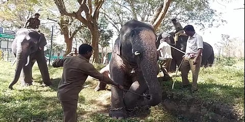 நீலகிரி: வளர்ப்பு யானையாக மாற்றப்பட்ட சங்கர் - உடல் எடை பரிசோதனைக்கு மறுப்பு