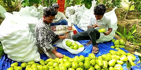 நீலகிரி: அதிகரித்த விளைச்சல்; உயர்ந்த விலை - மகிழ்ச்சியில் 'சௌசௌ' விவசாயிகள்