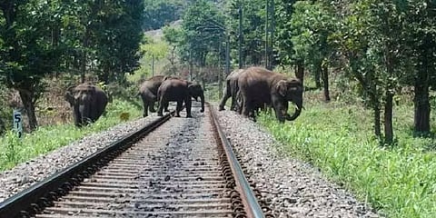 ரயிலில் அடிபட்டு யானைகள் பலியாவதை தடுக்க அதிநவீன தெர்மல் ஸ்கேனிங் கேமராக்கள் - நீதிமன்றம்