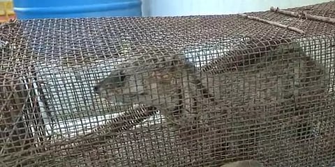 சத்தியமங்கலம்: எலிப் பொறியில் சிக்கிய அரிய வகை புனுகு பூனை