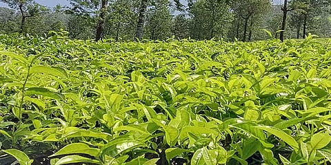 நீலகிரி: பச்சை தேயிலை கிலோவுக்கு ரூ.15.43 விலை நிர்ணயம்