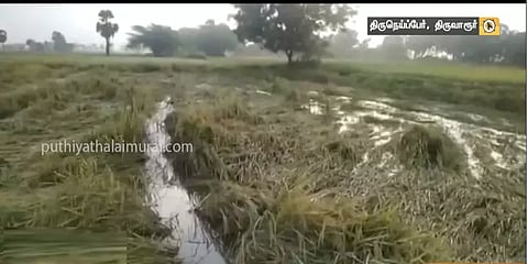 கதிர் அறுக்கும் நேரத்தில் பெய்த மழை - டெல்டாவில் ஆயிரக்கணக்கான ஏக்கர் சம்பா நாசம்