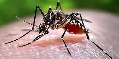 கோவையில் அதிகரித்து வரும் டெங்கு காய்ச்சல் பாதிப்பு
