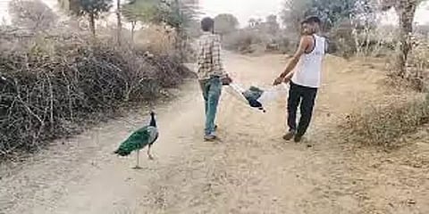 ‘பிரிவை தாங்க முடியாமல் பின்தொடர்ந்து செல்லும் மயில்’ - கண்கலங்க வைக்கும் வீடியோ