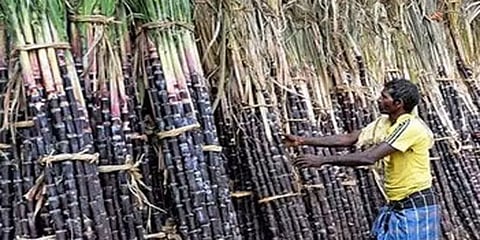 நெருங்கும் பொங்கல் பண்டிகை: கோயம்பேடு மார்கெட்டில்  கரும்பு விற்பனை மந்தம்