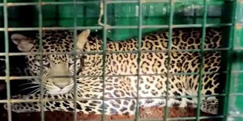 கோவை அருகே மக்களை அச்சுறுத்தி வந்த சிறுத்தை பிடிபட்டது