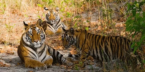 இந்தாண்டு இறுதிக்குள் மேலும் 5 புலிகள் காப்பங்கள் - மத்திய அரசு