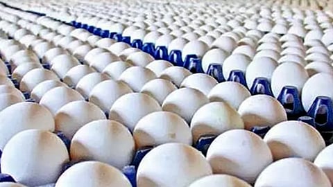 Egg
