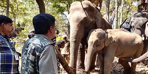 காயத்தால் சொல்ல முடியாத வலியில் சுற்றித் திரிந்த காட்டு யானை: ஓடோடி வந்த மருத்துவர்கள்