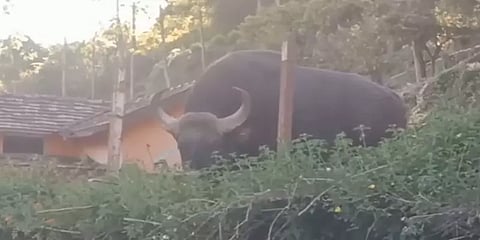 'கெத்தா' சுற்றிக்கொண்டிருந்த காட்டெருமைக்கு நேர்ந்த பரிதாபம்!