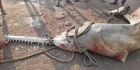 ‘250 கிலோ எடை, ராட்சத உருவம்’- கர்நாடக மீனவர் வலையில் சிக்கிய அரிய “தச்சன் சுறா மீன்”