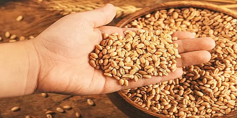 உக்ரைன் போர் - உலகின் கோதுமை ஏற்றுமதி சந்தையை கைப்பற்ற முனையும் இந்தியா