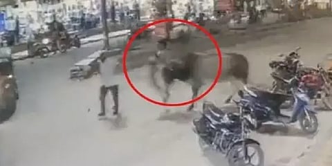 பணியில் மும்முரமாக ஈடுபட்டிருந்த போக்குவரத்து காவலர்- பின்னால் இருந்து முட்டி தள்ளிய காளை!